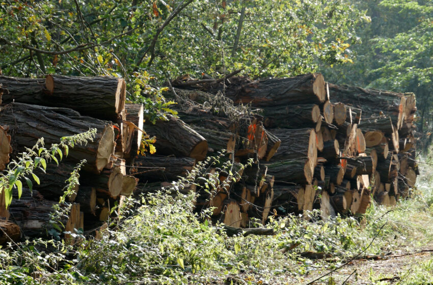  Polacy masowo wykupują drewno