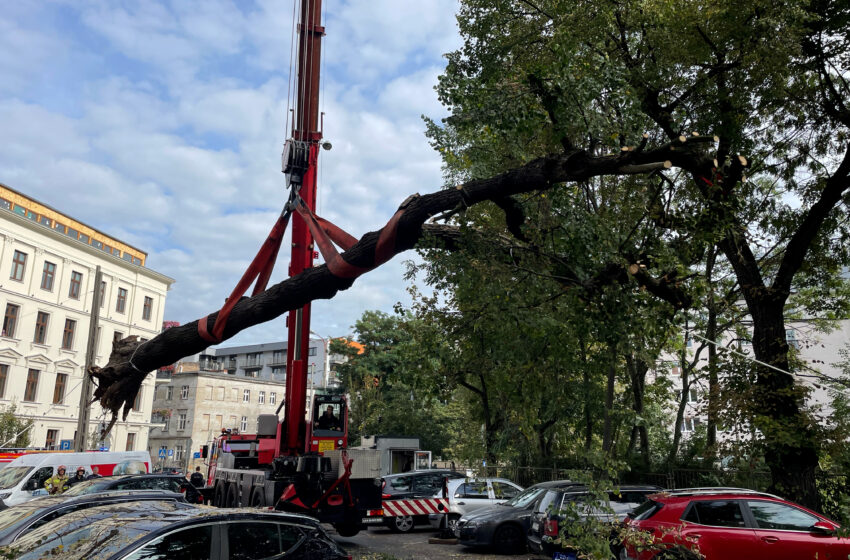  Drzewo uszkodziło zaparkowane samochody