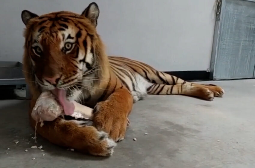  Tygrys Kan z poznańskiego zoo czas spędza na słodkim nic nie robieniu