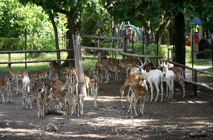 W konińskim mini zoo na świat przyszło 12 danieli