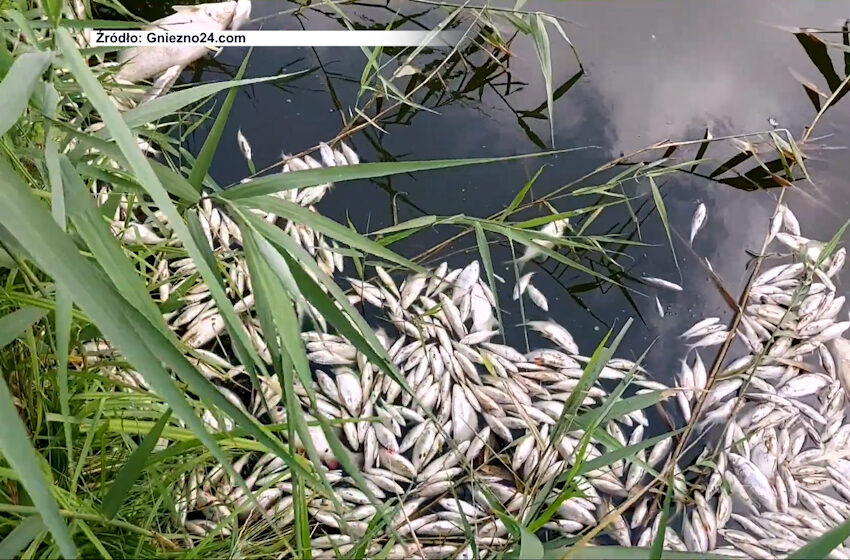  Gniezno: Przyducha w jeziorze Jelonek uśpiła ponad 3 tony ryb