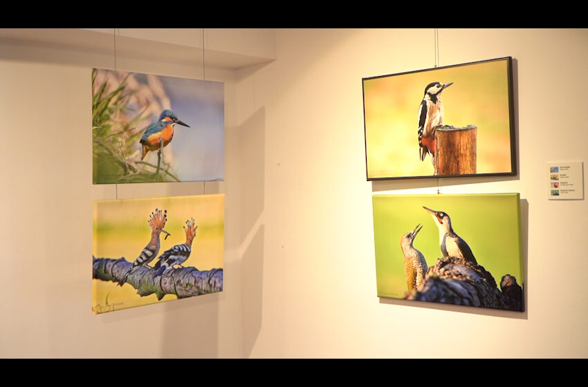  Wystawa zdjęć ptaków i ssaków naszego regionu, w konińskim muzeum.