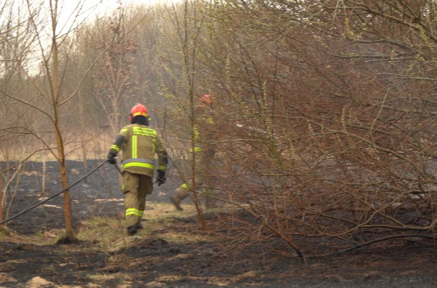  Podpalacze spowodowali już ponad sto pożarów suchych traw