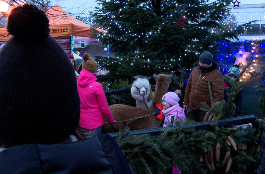  Alpaki na bożonarodzeniowym jarmarku w Słupcy