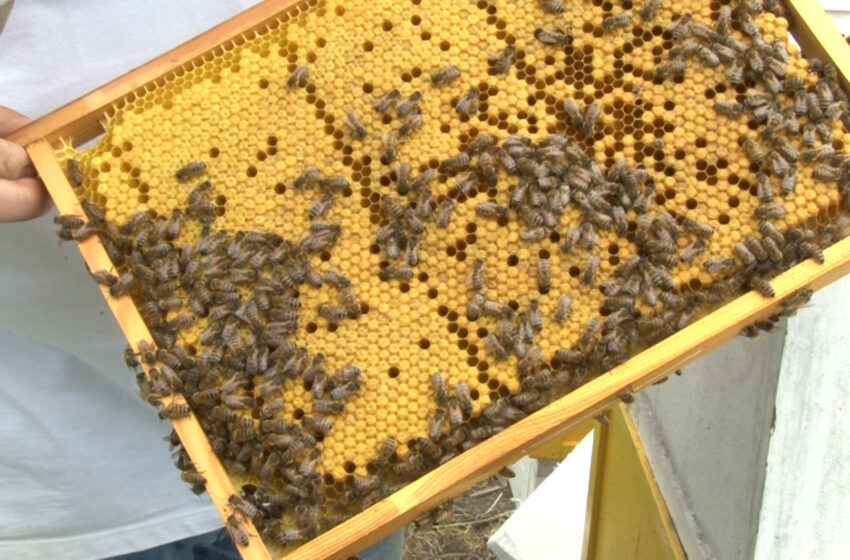  2 miliony złotych na zakup węzy pszczelej