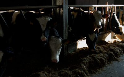 Zakazany hormon w wołowinie z Brazylii: 5 ton mięsa mogło trafić do Europejczyków