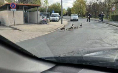 Kacze pierwszeństwo