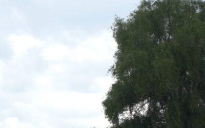 Słońce przeplata się z burzami. Pogoda w Wielkopolsce wciąż zaskakuje